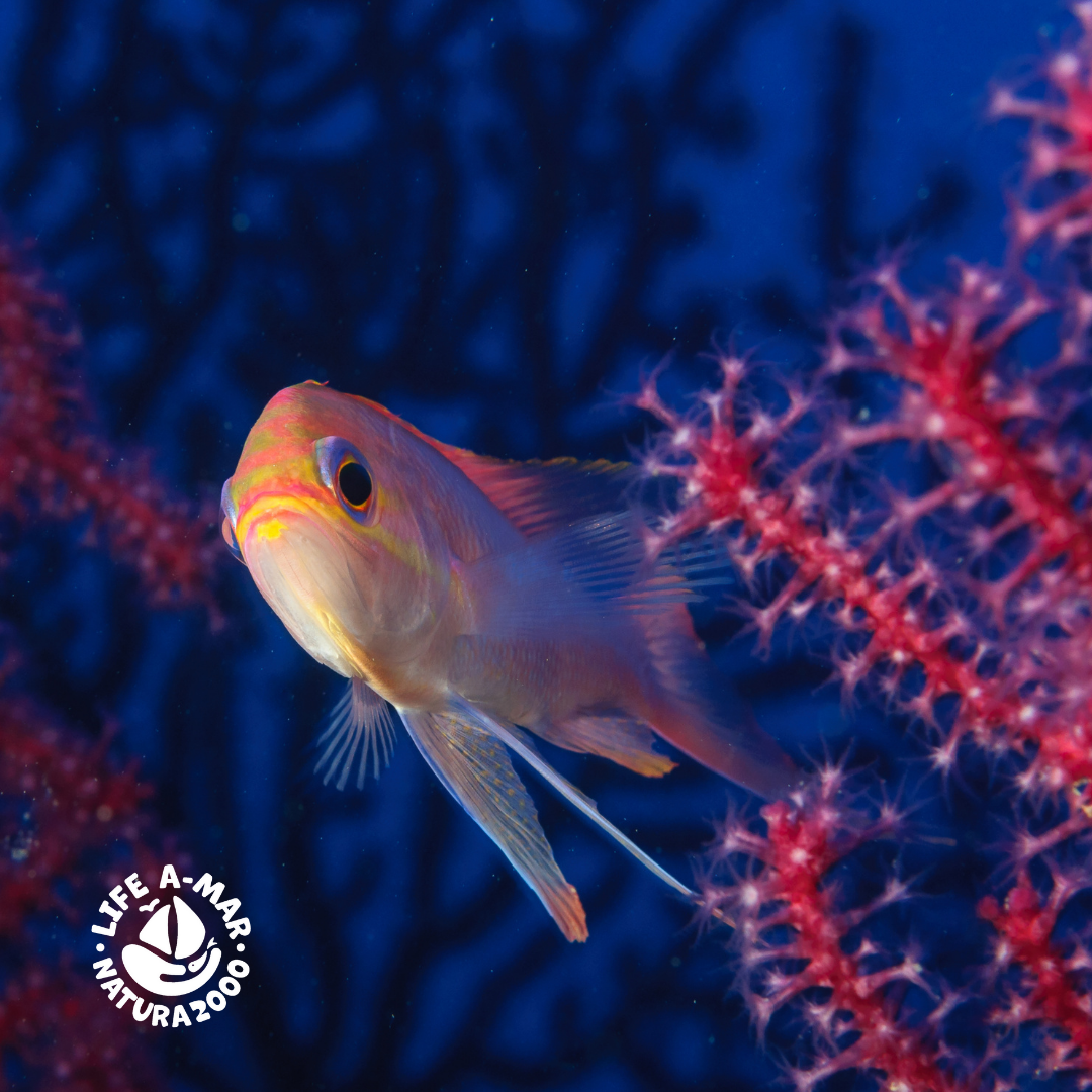 The LIFE A-MAR NATURA2000 photo contest, 2023 edition, is underway